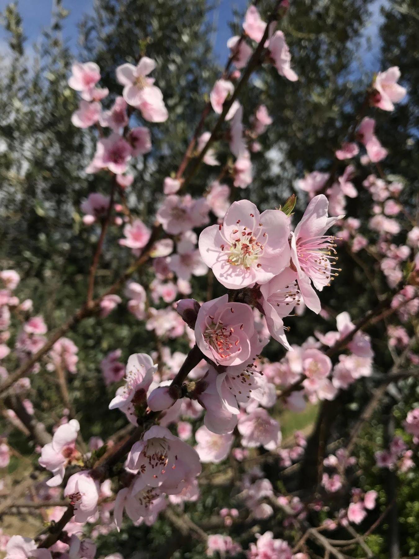 奇伦托住宿加早餐旅馆 圣毛罗奇伦托 外观 照片